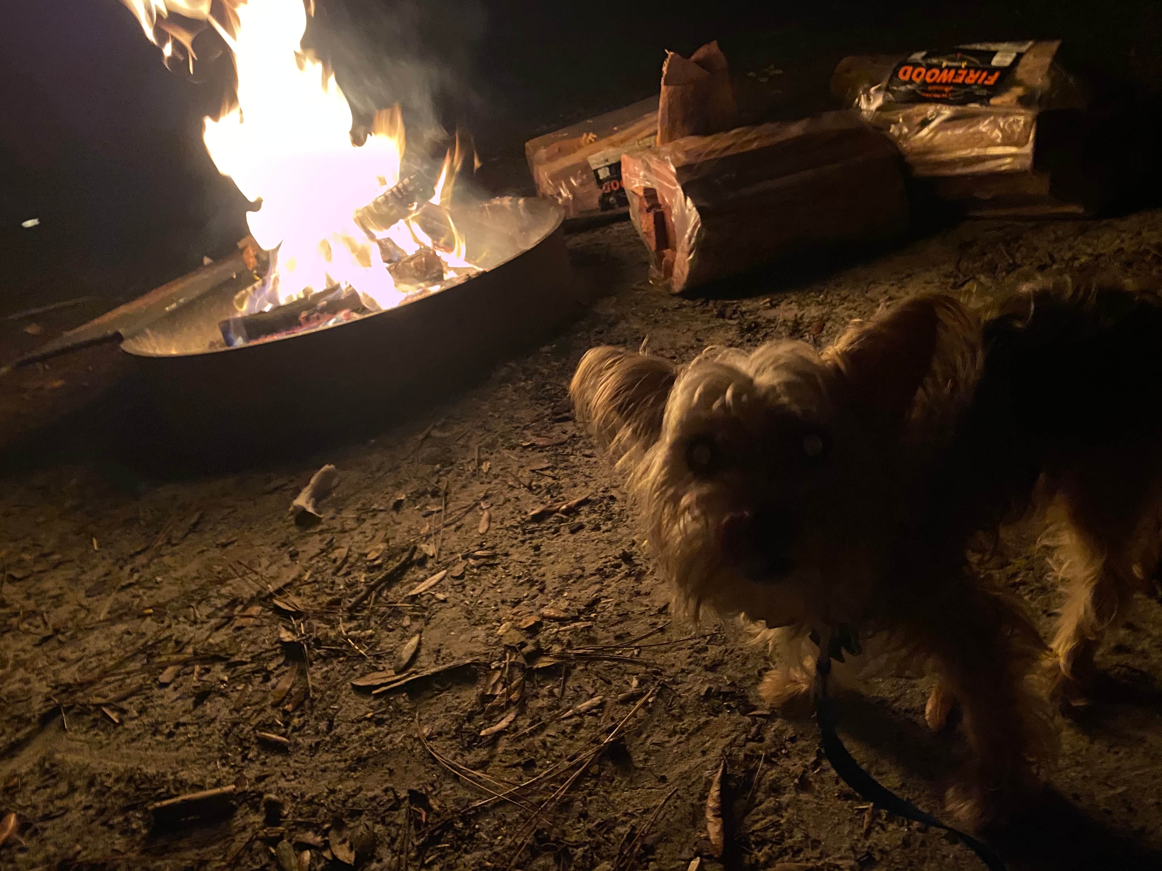 Camper submitted image from Bennett Field Campground - Tiger Bay State Forest - 5