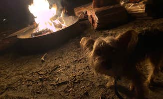 Alyssa D.'s photo of camping with pets at Bennett Field Campground — Tiger Bay State Forest near Lake Helen, FL