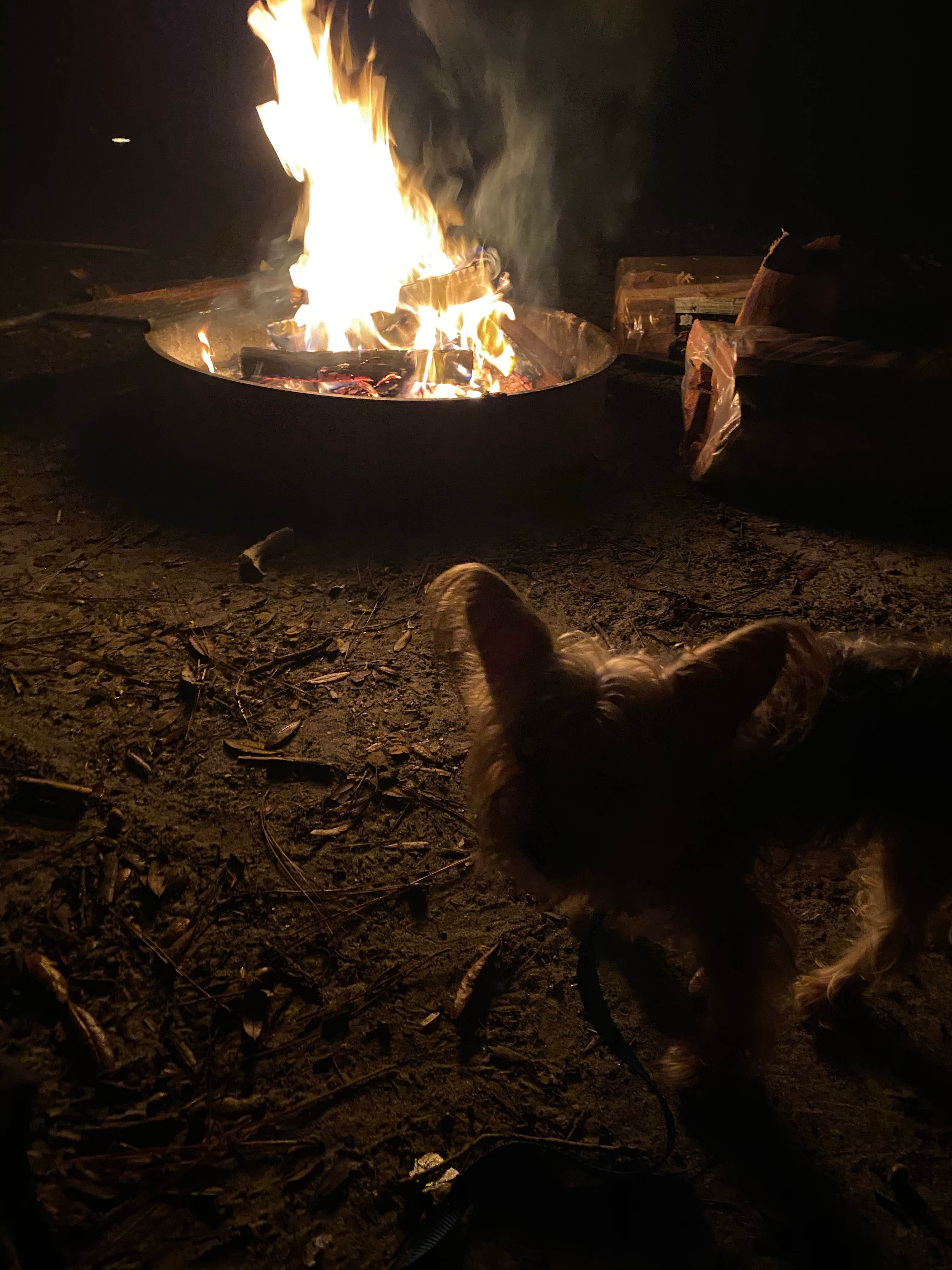 Alyssa D.'s photo of camping with pets at Bennett Field Campground — Tiger Bay State Forest near Ormond Beach, FL