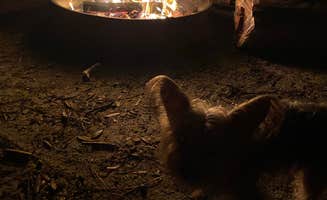 Alyssa D.'s photo of camping with pets at Bennett Field Campground — Tiger Bay State Forest near Oak Hill, FL