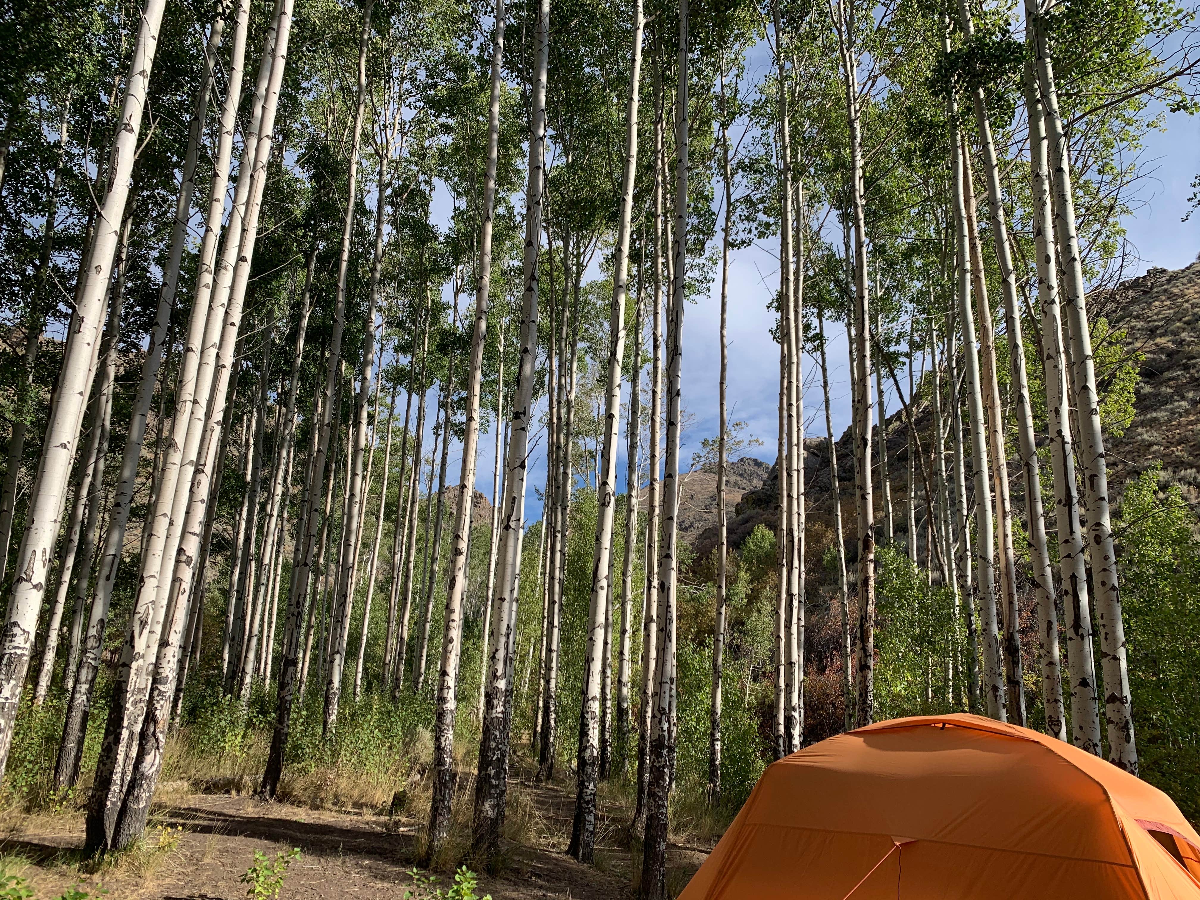 Alexandra T.'s photo of a dispersed camping area at Water Canyon Recreation Area near Battle Mountain, NV