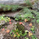 Review photo of Bear Canyon Lake and Camping Area by Sylvia , September 26, 2020