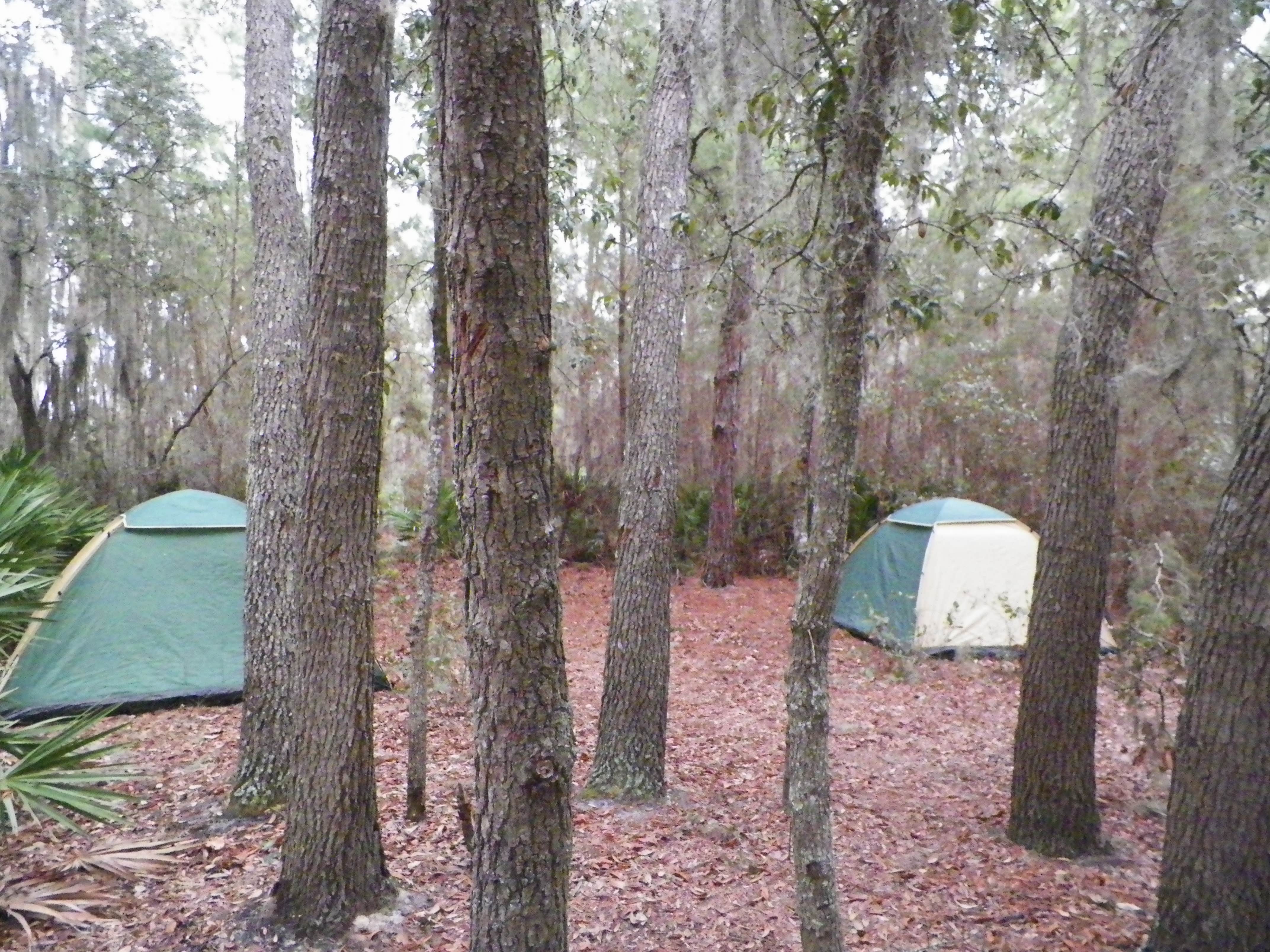 Camper submitted image from Little Manatee River State Park Campground - 4