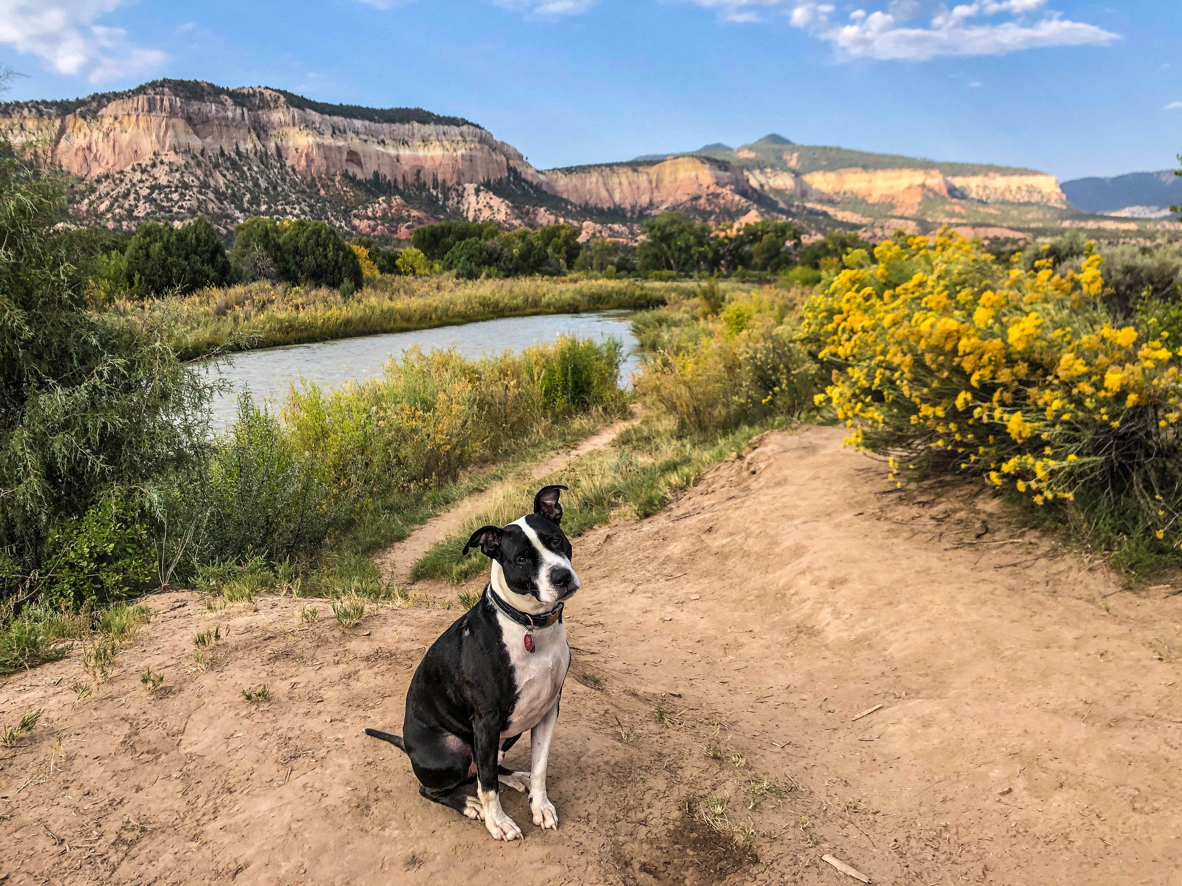 Joselyn A.'s photo of camping with pets at Rio Chama Campground near Cuba, NM