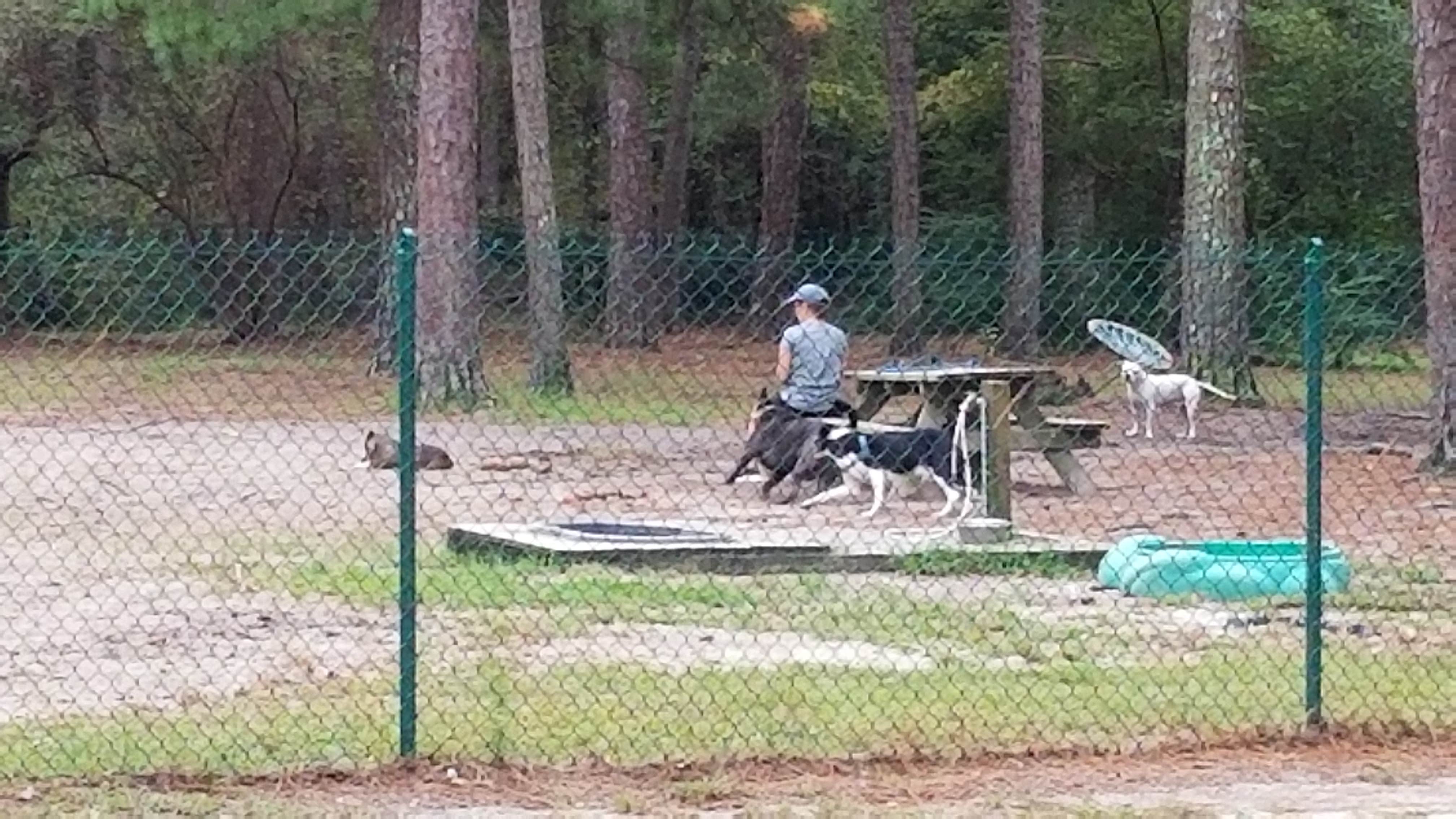 L O.'s photo of camping with pets at Sesquicentennial State Park Campground near West Columbia, SC