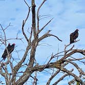 Review photo of Lake Brownwood State Park Campground by Mic R., September 26, 2020