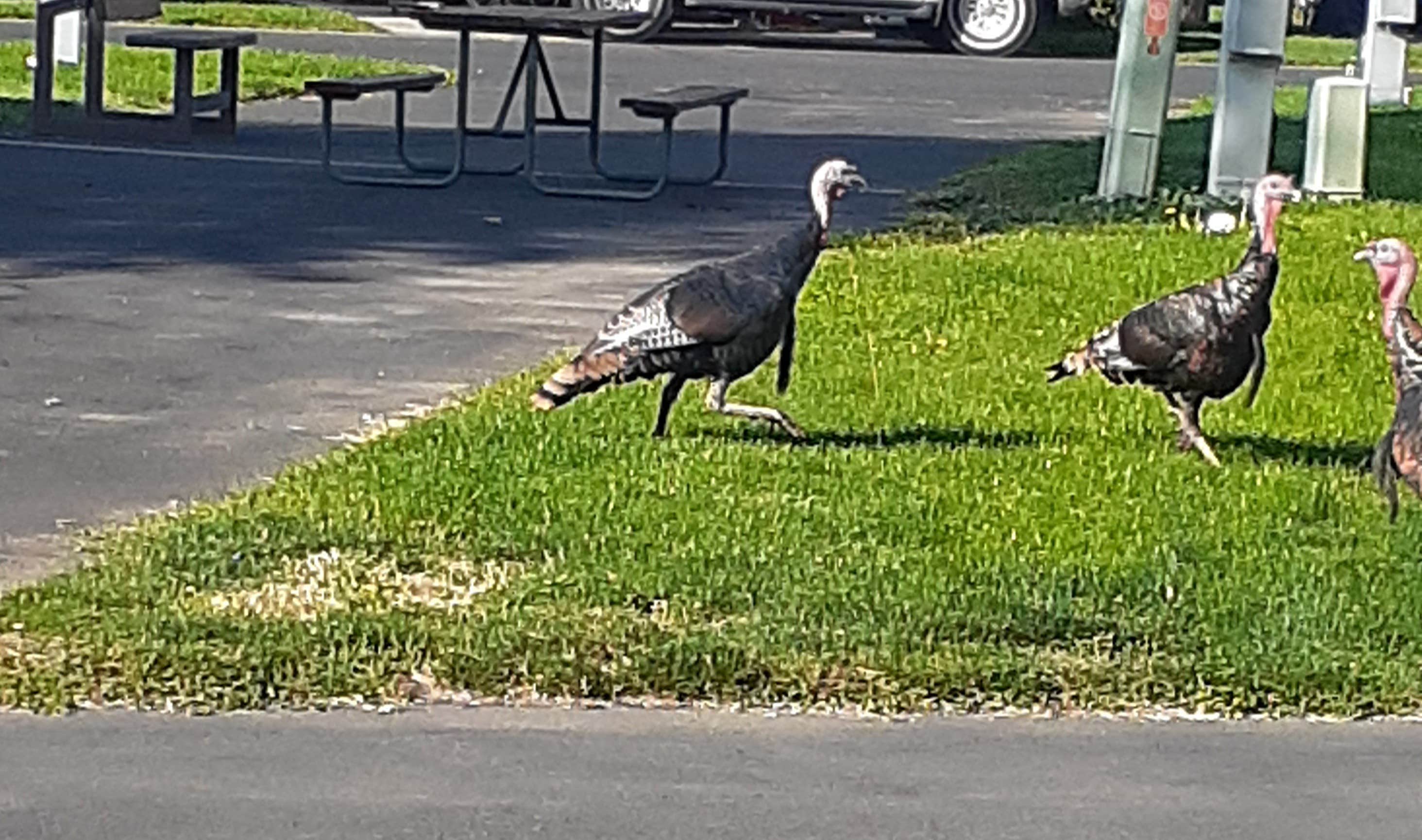 Camper-submitted photo at RV Resort Four Seasons near Walla Walla, WA