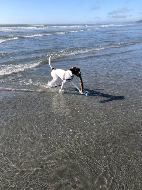 Dean H.'s photo of camping with pets at Kalaloch Campground - group — Olympic National Park near Forks, WA
