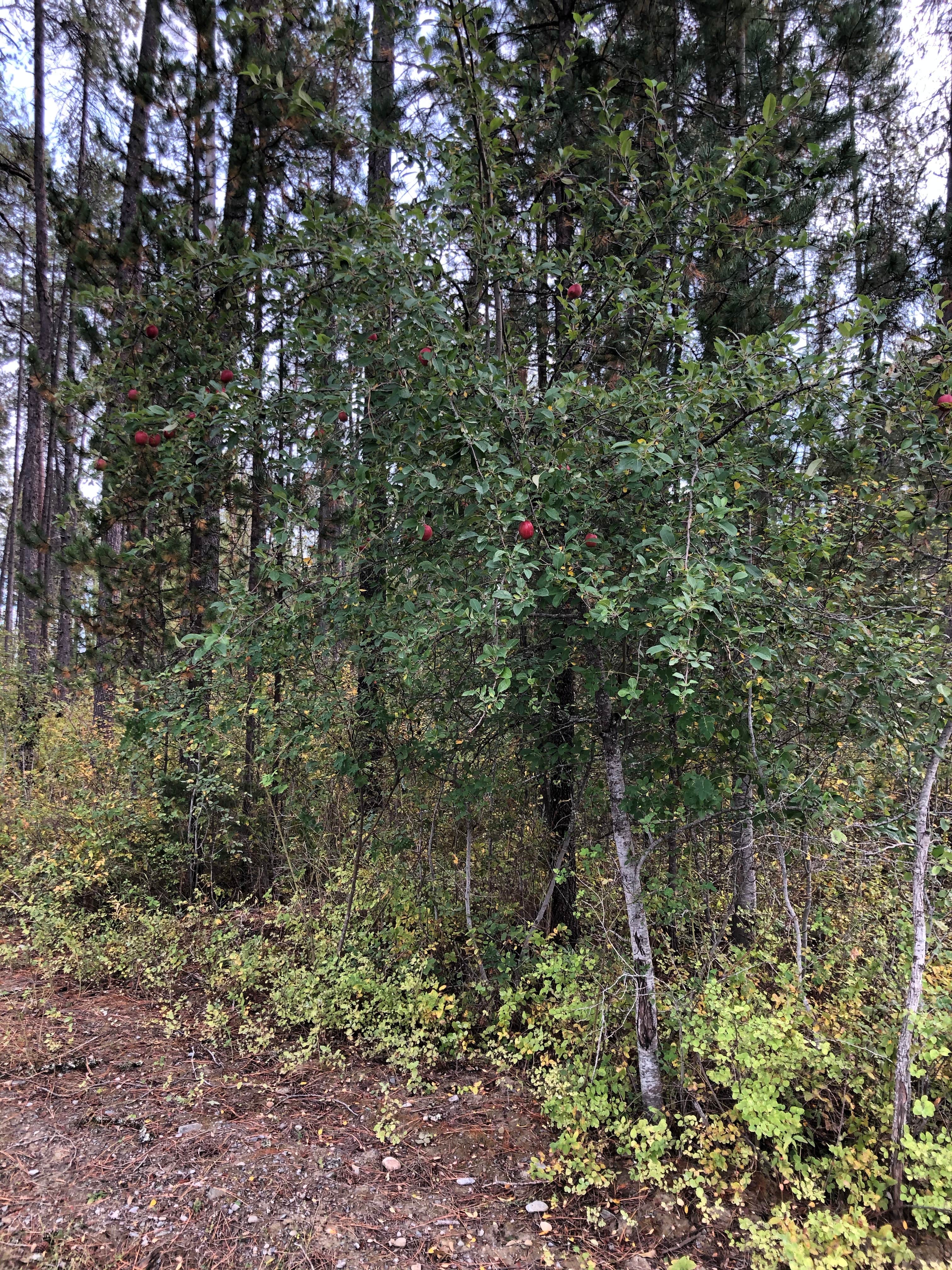 Skookum Creek Campground