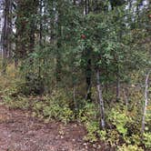 Review photo of Skookum Creek Campground by Henry H., September 27, 2020