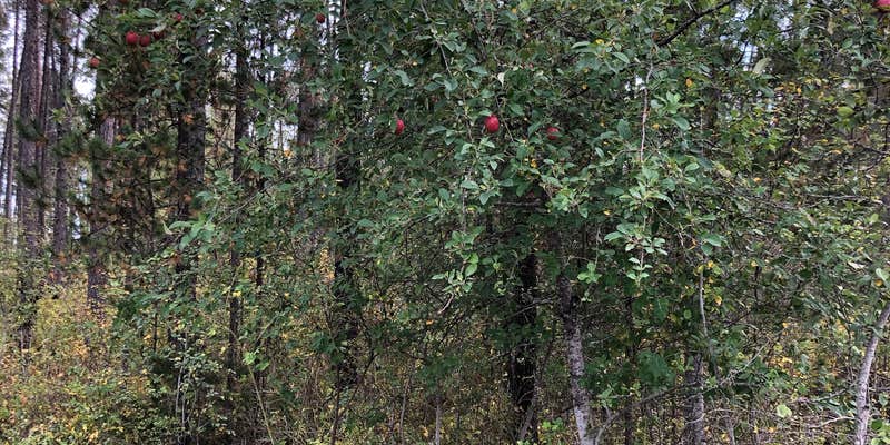 Camper submitted image from Skookum Creek Campground