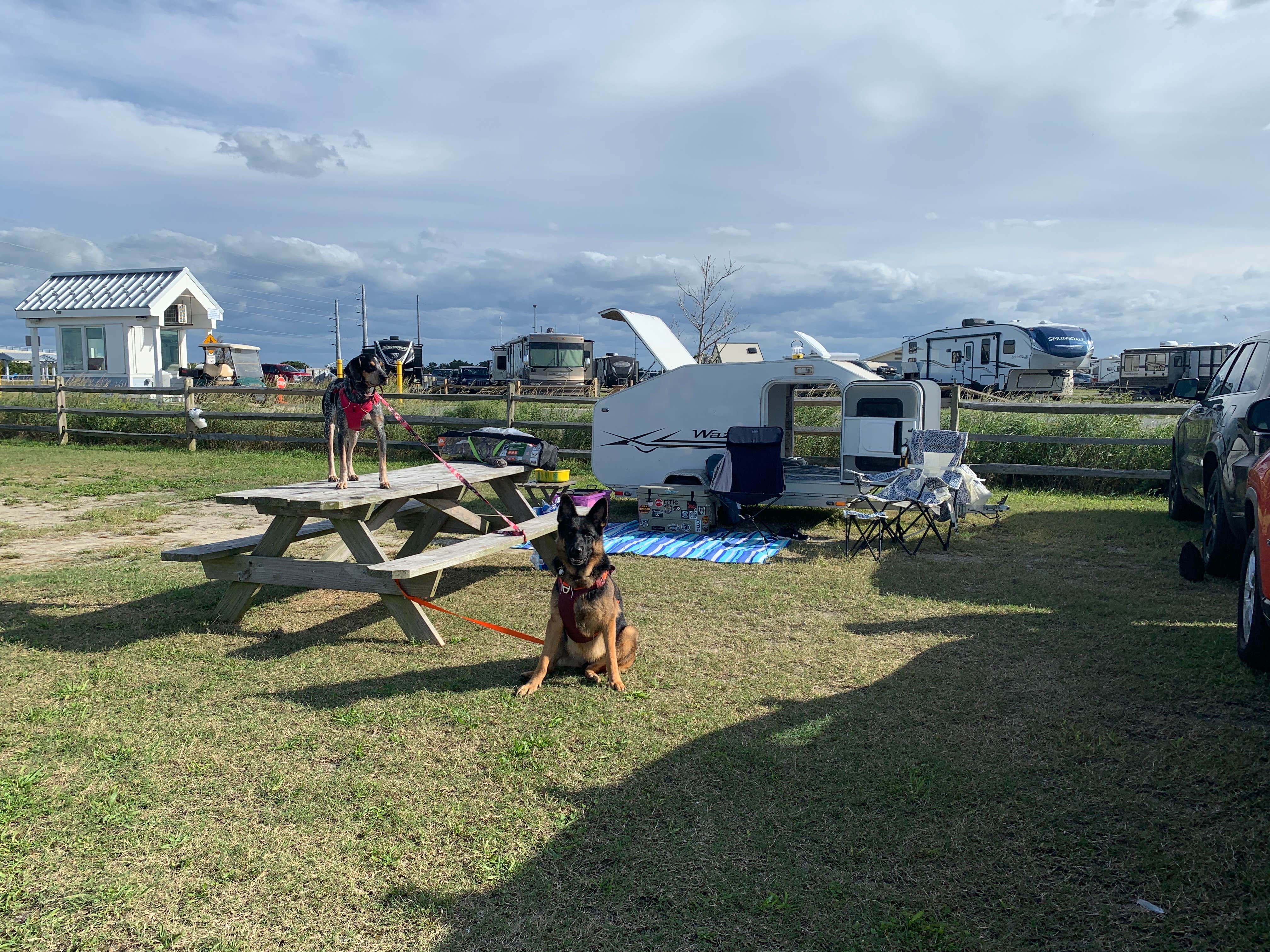 Trey C.'s photo of camping with pets at Delaware Seashore State Park Campground near Ocean Pines, MD