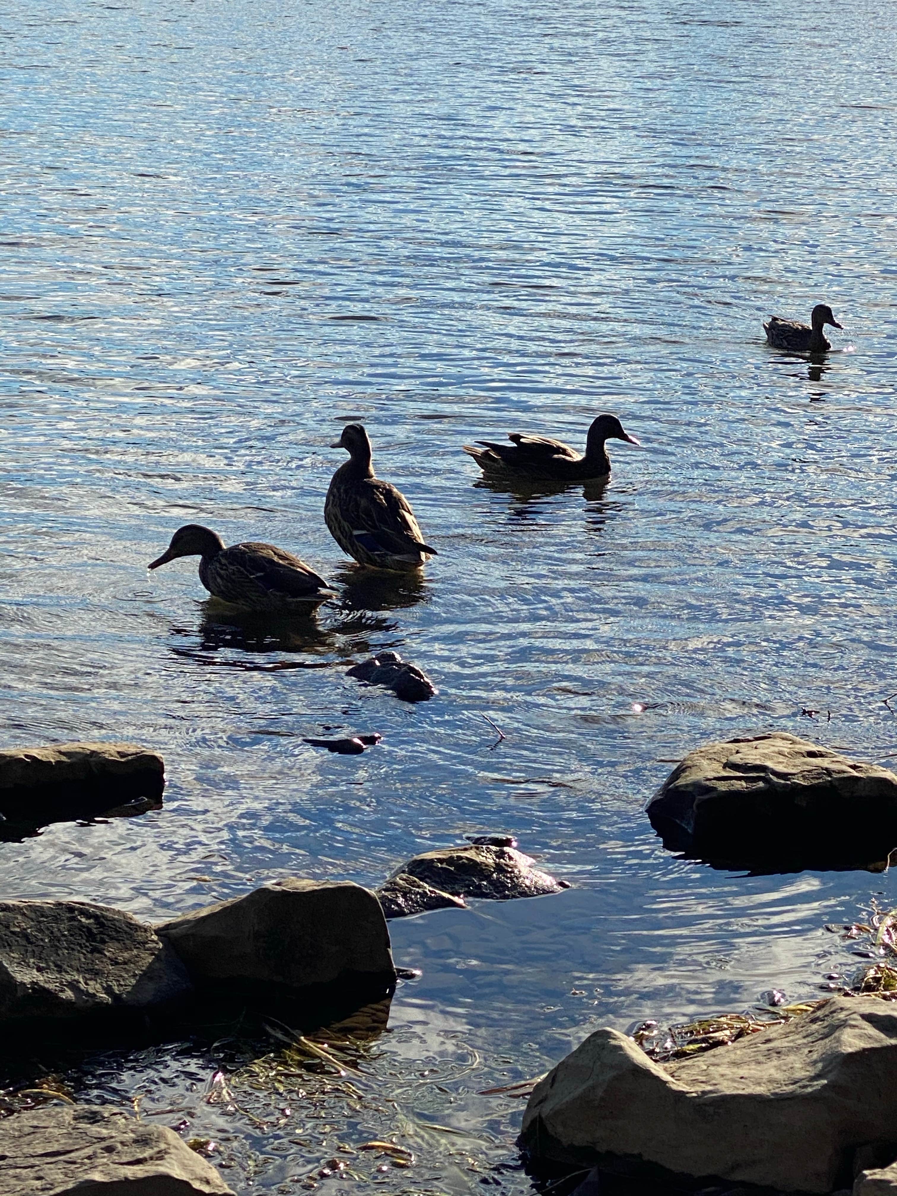Camper-submitted photo at Park Station Campground near Brooktondale, NY