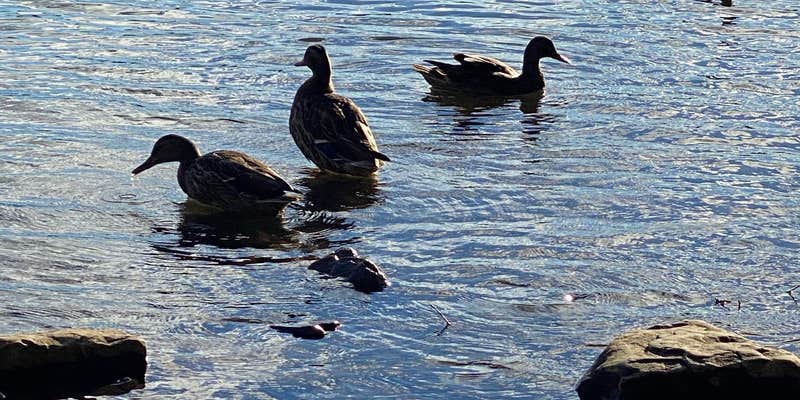 Camper submitted image from Park Station Campground