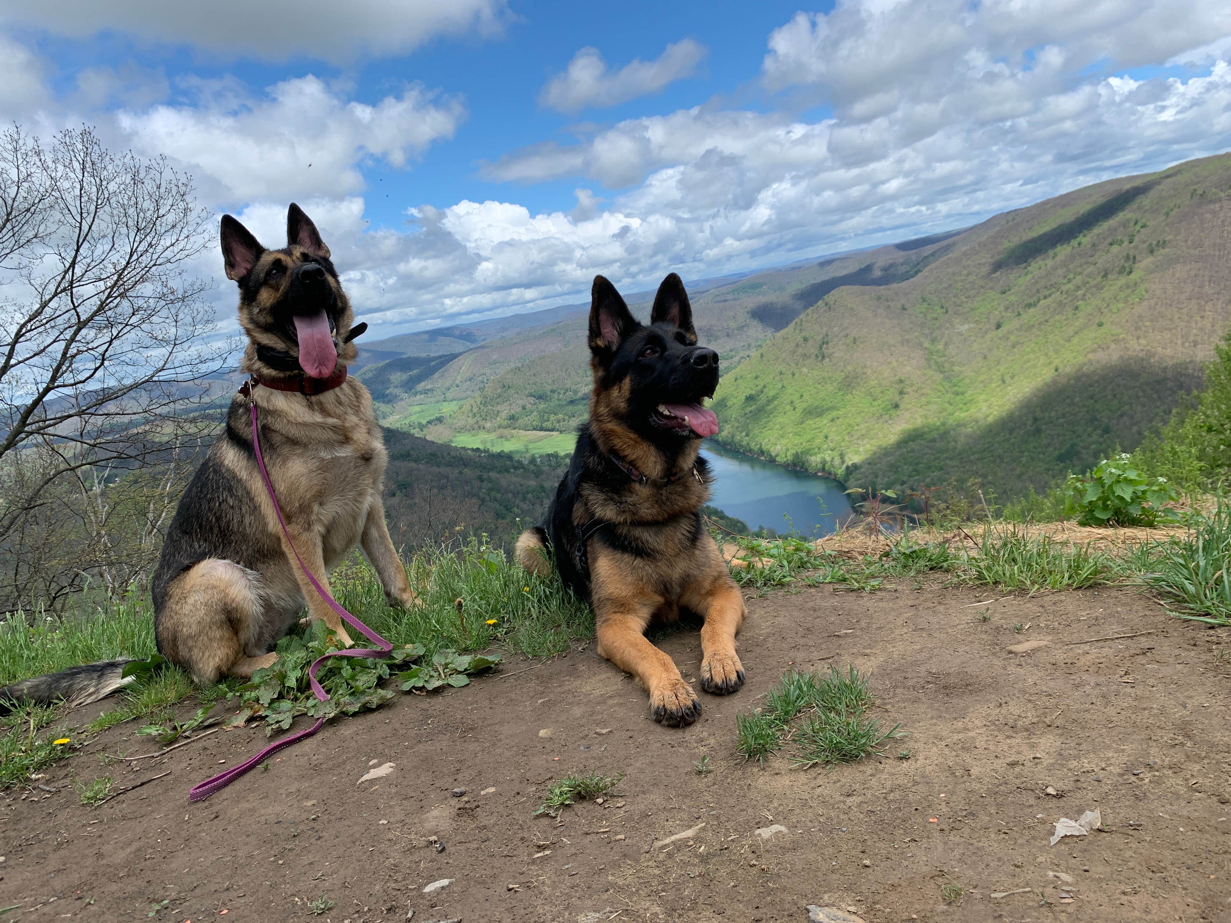 Trey C.'s photo of camping with pets at Lower Campground — Kettle Creek State Park near Clearfield, PA