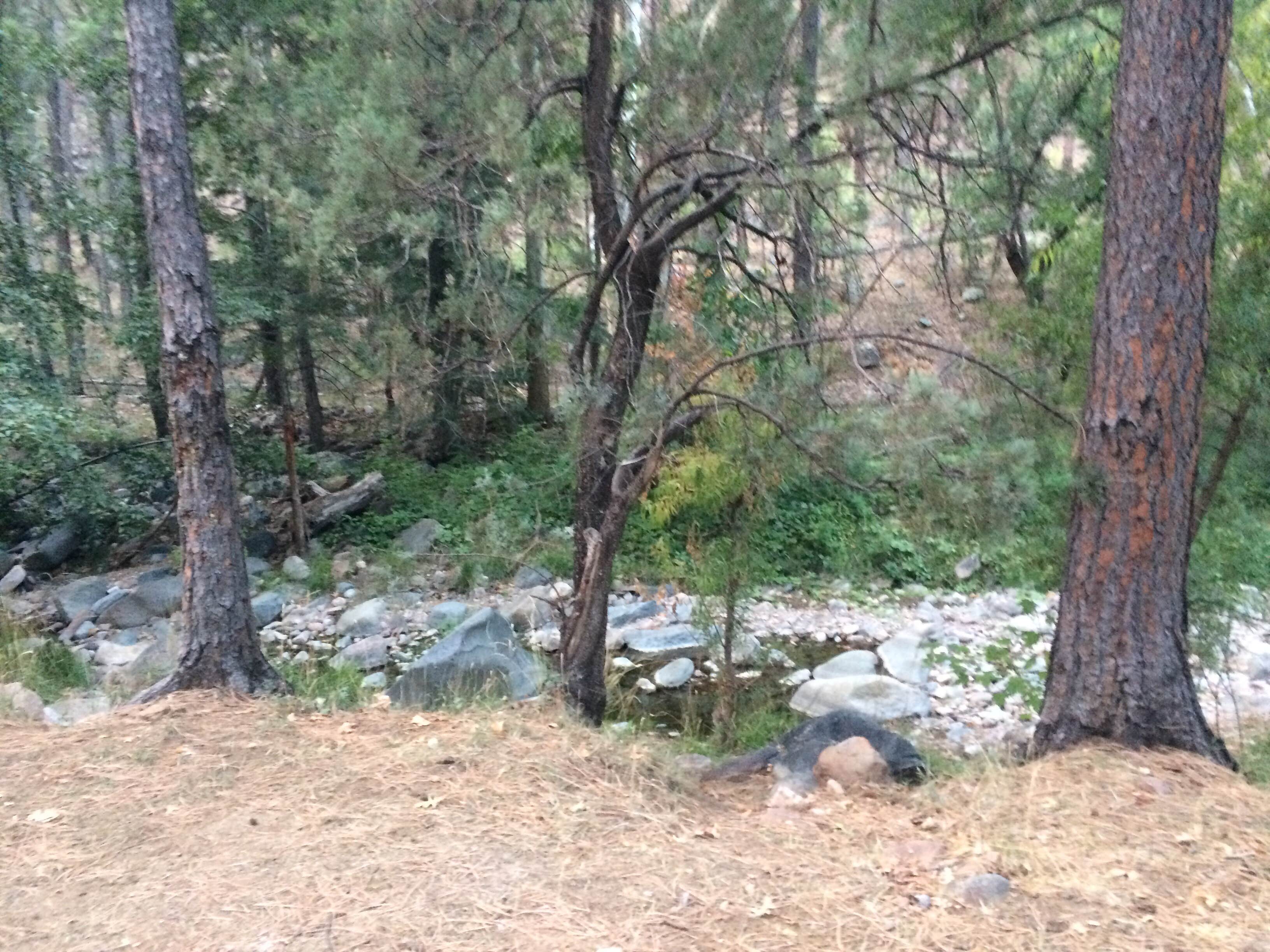 Camper submitted image from Reynolds Creek Dispersed - 5