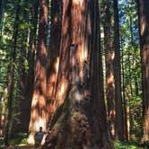 Review photo of Hidden Springs Campground — Humboldt Redwoods State Park by Adam C., September 27, 2020