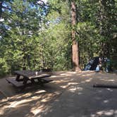 Review photo of Dogwood by Joe G., July 8, 2016