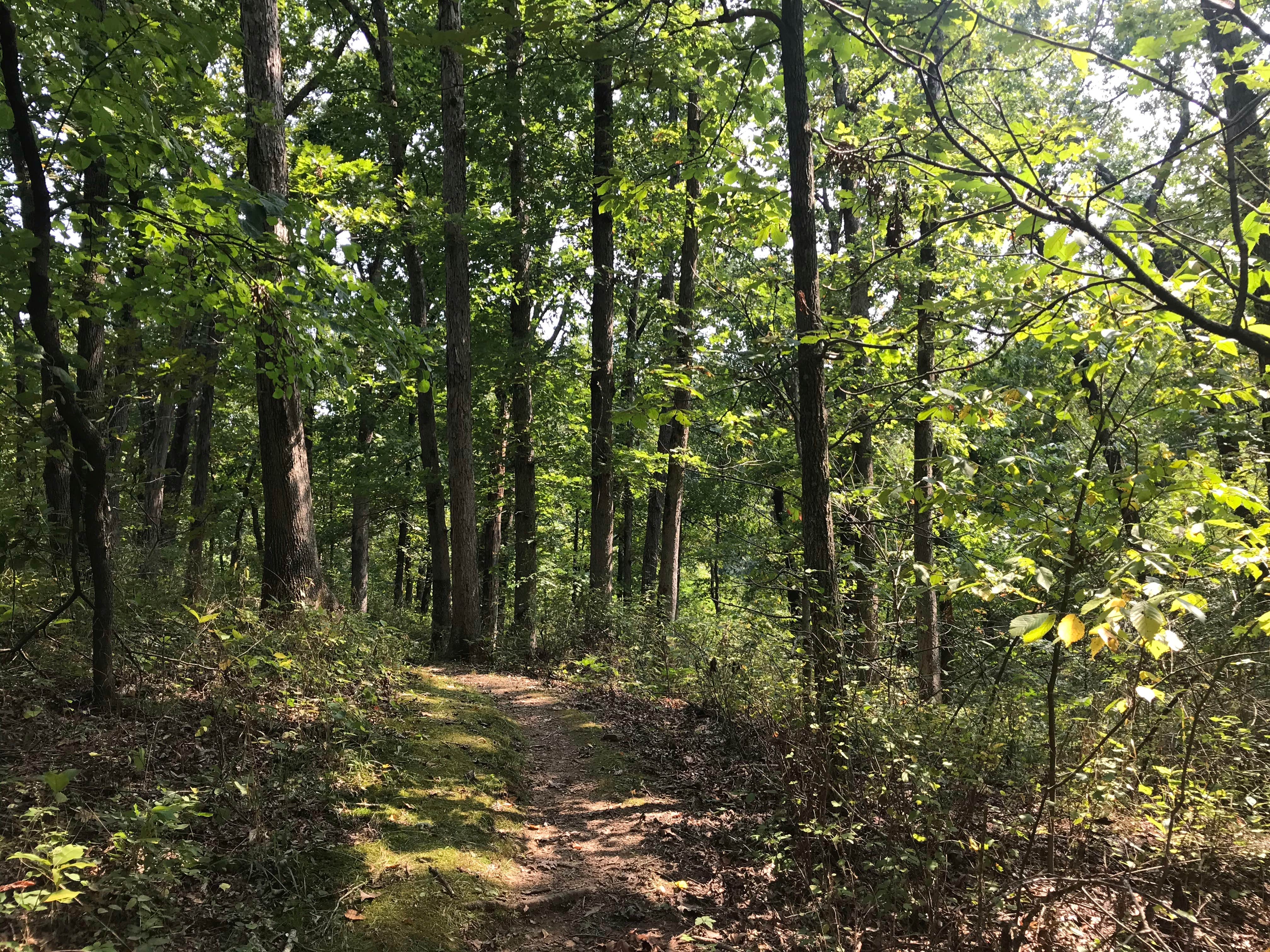 Camper-submitted photo at Knob Noster State Park Campground near Holden, MO