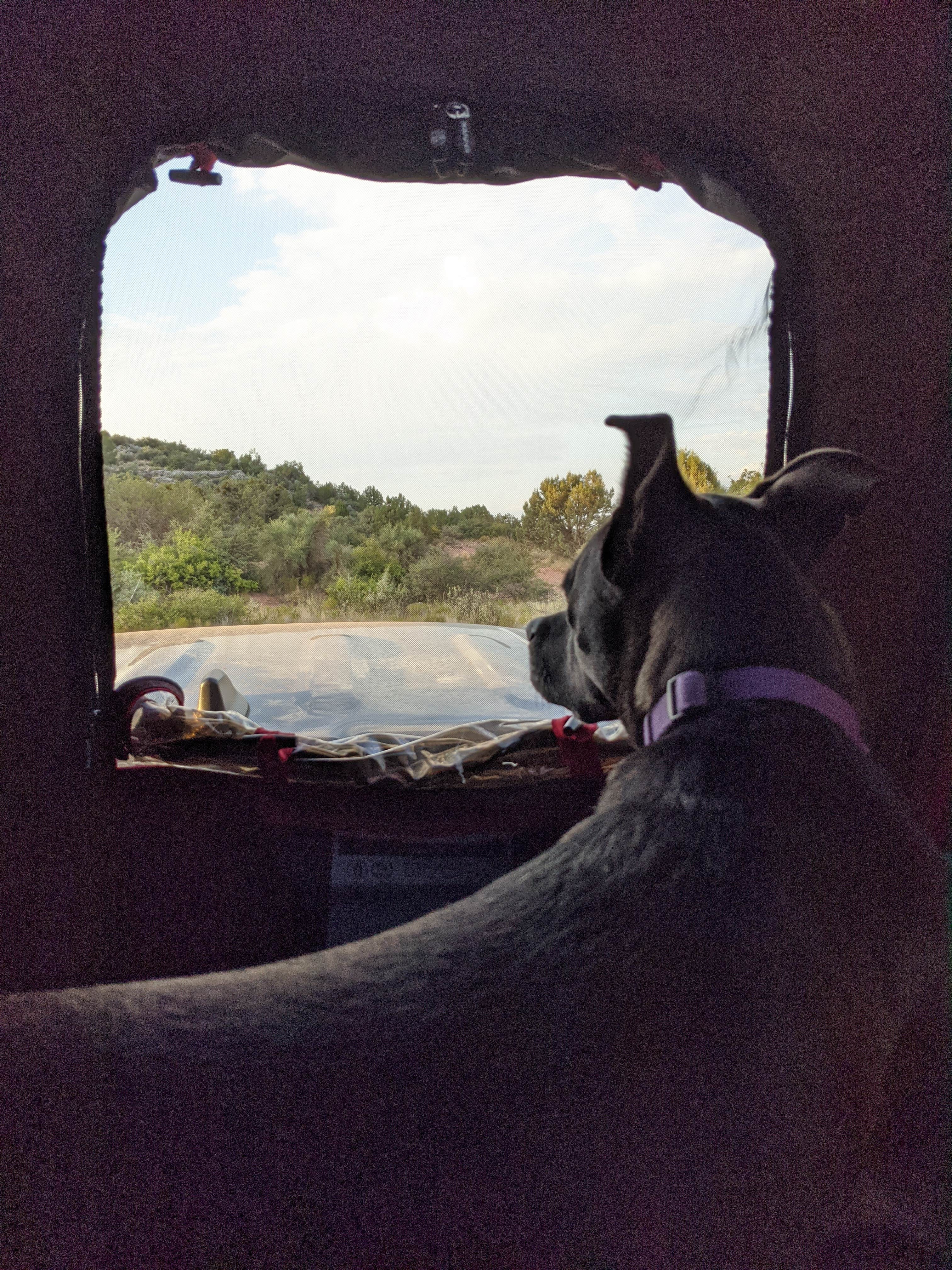 Gillian C.'s photo of camping with pets at West Sedona Designated Dispersed Camping near Cottonwood, AZ