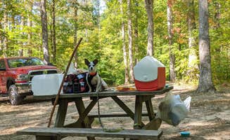 Sammii D.'s photo of camping with pets at Yellowwood State Forest near Martinsville, IN