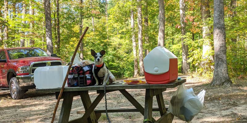 Camper submitted image from Yellowwood State Forest