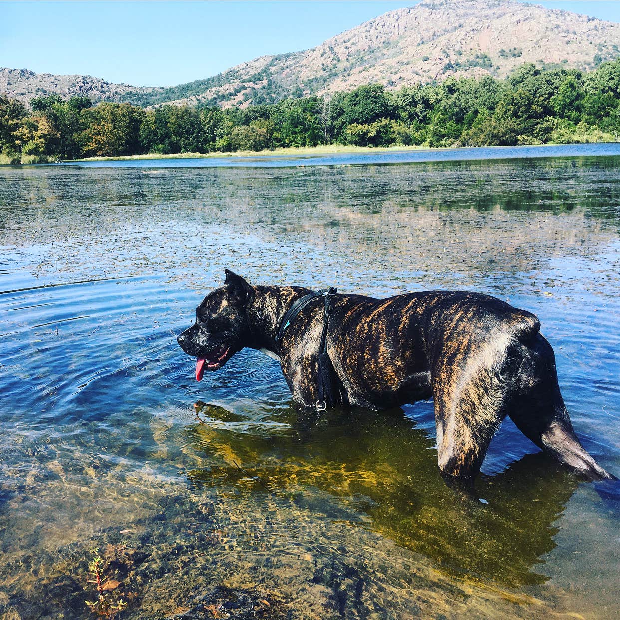 Jennifer D.'s photo of camping with pets at Camp Doris near Lawton, OK