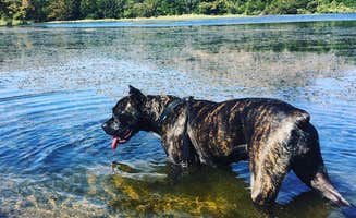 Jennifer D.'s photo of camping with pets at Camp Doris near Mountain Park, OK