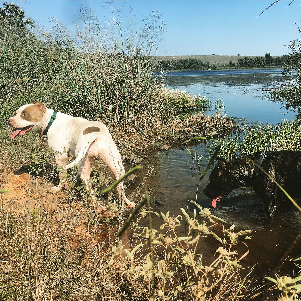 Jennifer D.'s photo of camping with pets at Camp Doris near Lawton, OK