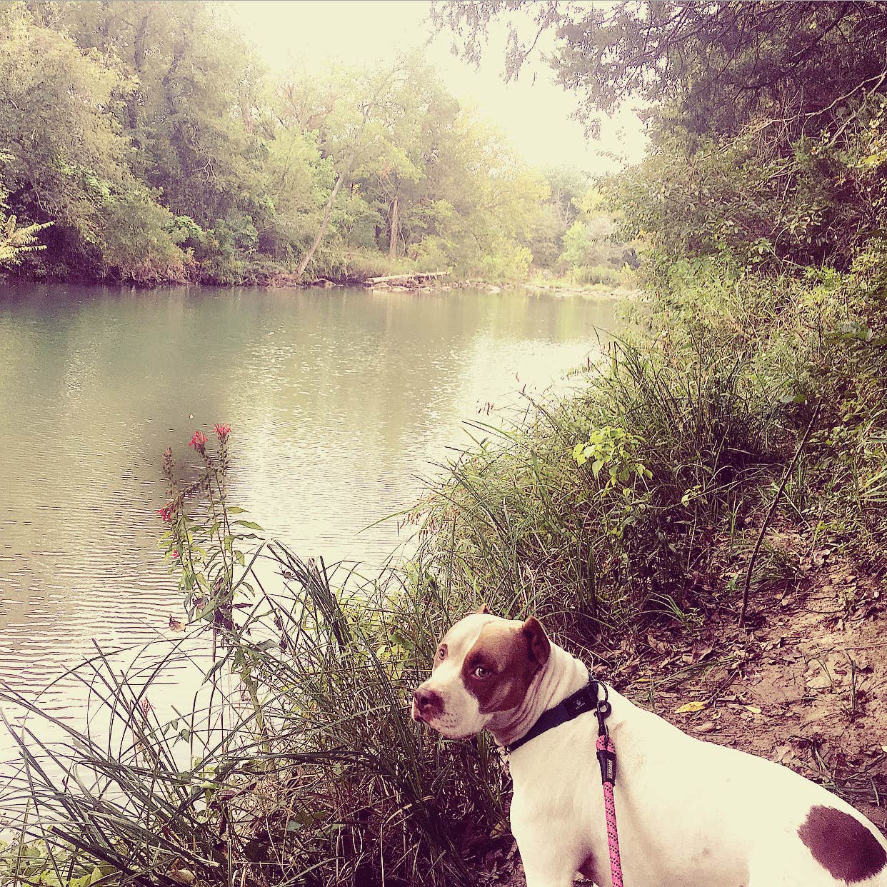 Jennifer D.'s photo of camping with pets at Blue River Campground near Coleman, OK