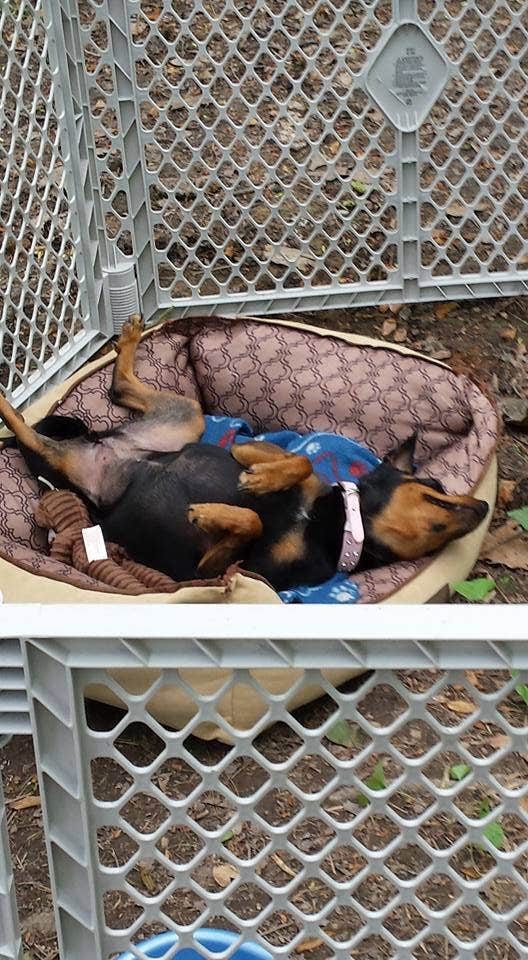 timothy B.'s photo of camping with pets at Shakamak State Park Campground near Dugger, IN