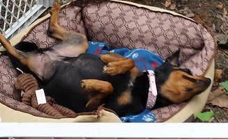 timothy B.'s photo of camping with pets at Shakamak State Park Campground near Smithville, IN