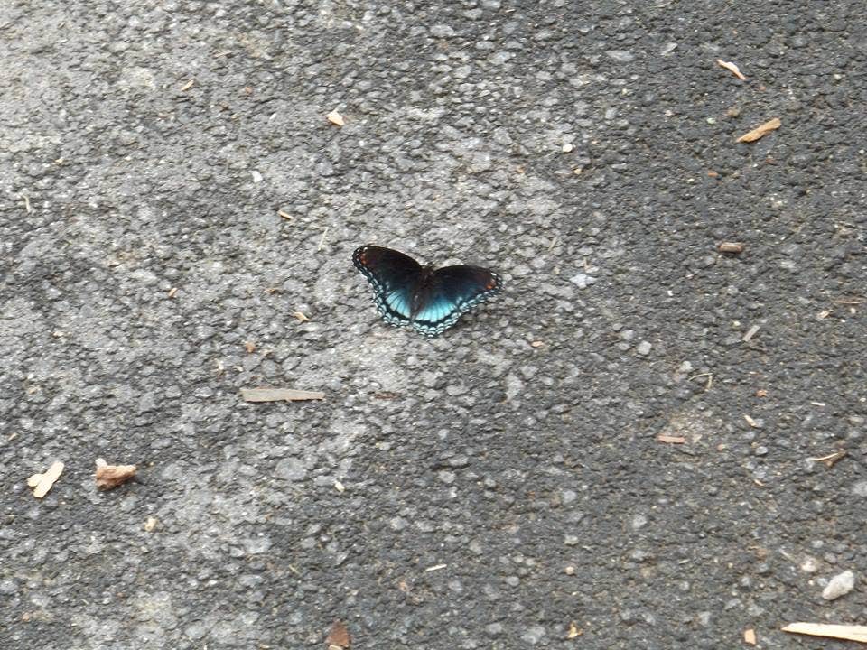 Camper-submitted photo at Whitewater Memorial State Park Campground near Union City, OH