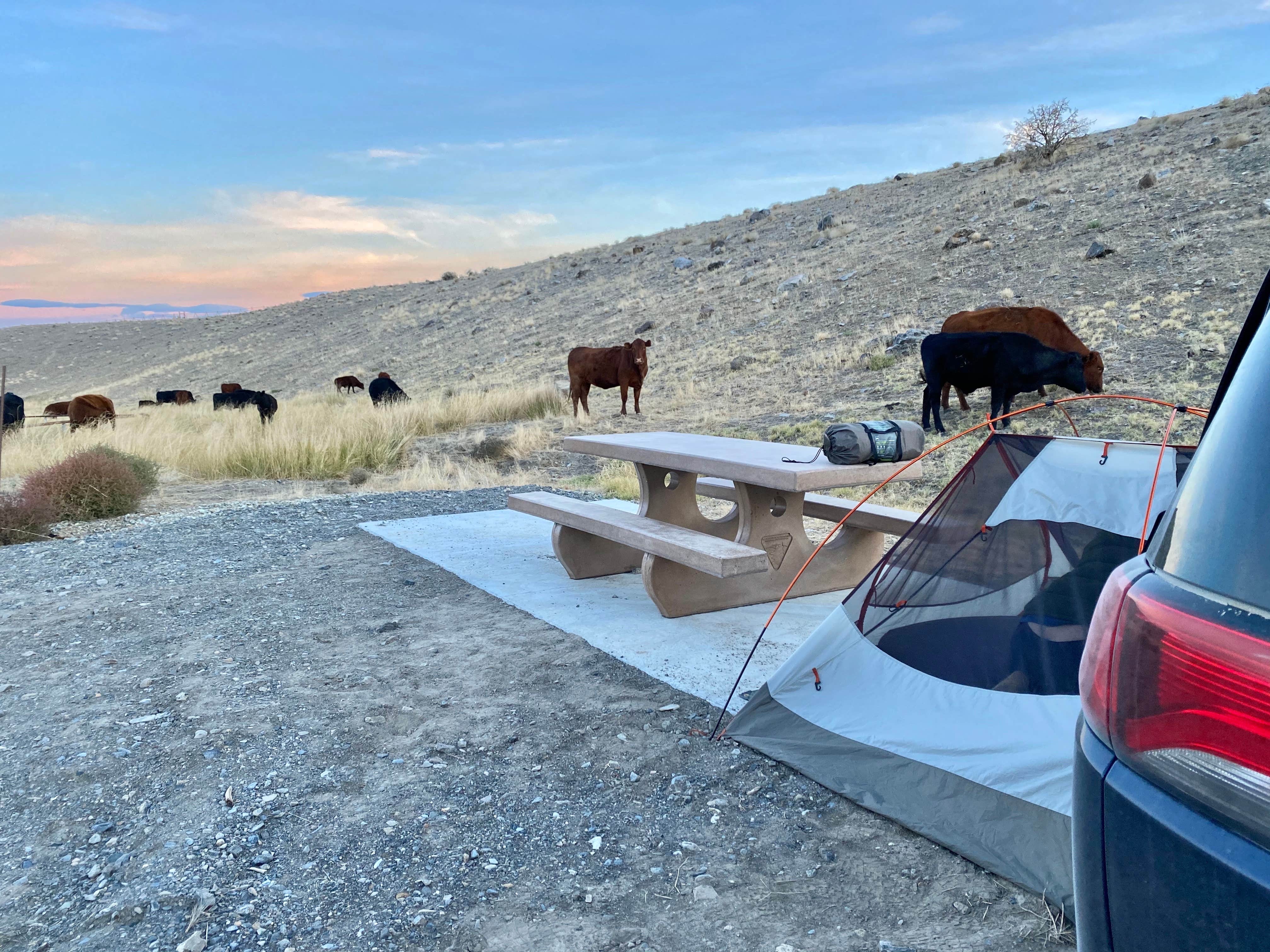Camper-submitted photo at Mill Creek Recreation Area near Battle Mountain, NV
