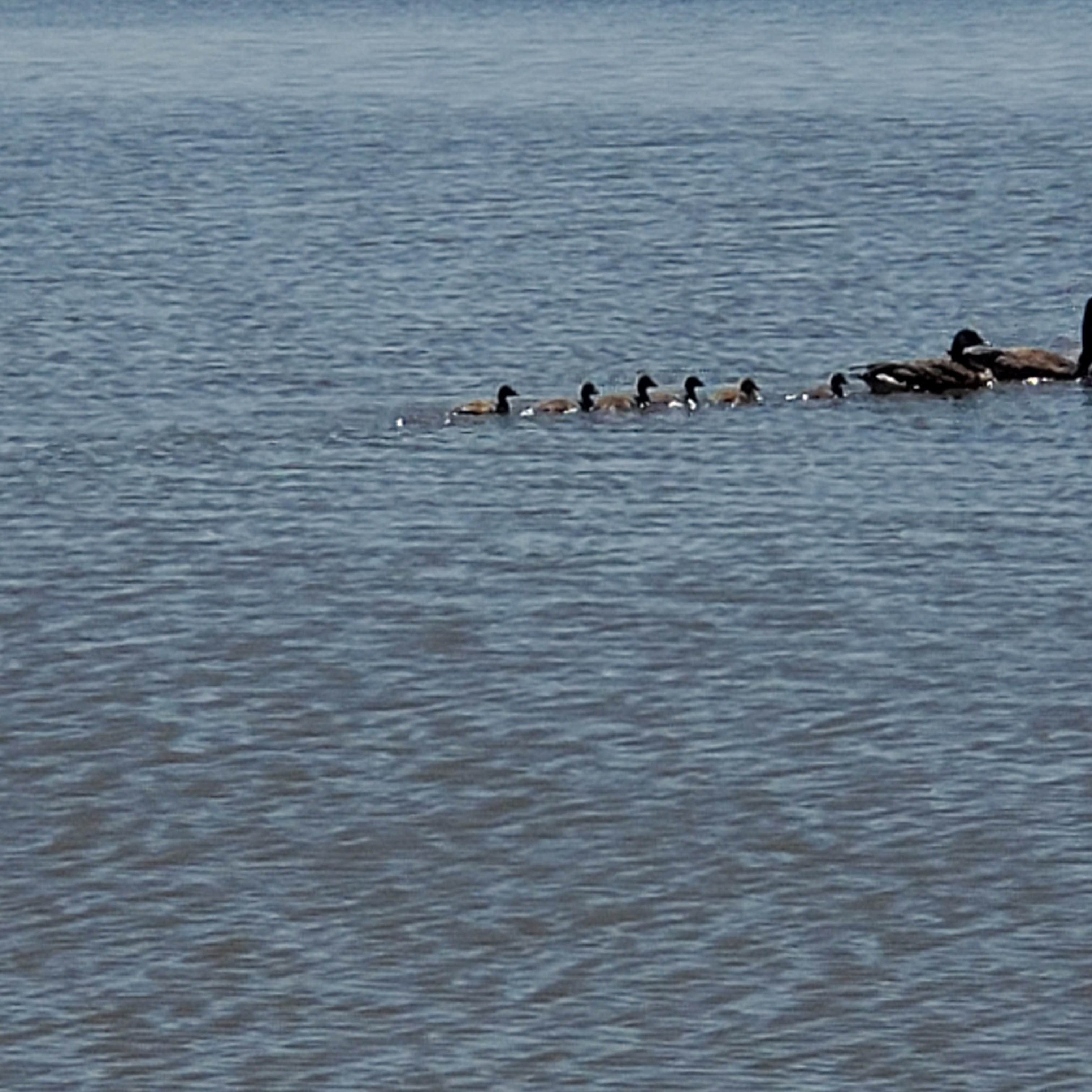 Camper submitted image from Winfield City Lake - 4