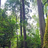 Review photo of Cosby Campground — Great Smoky Mountains National Park by Marlene V., September 28, 2020