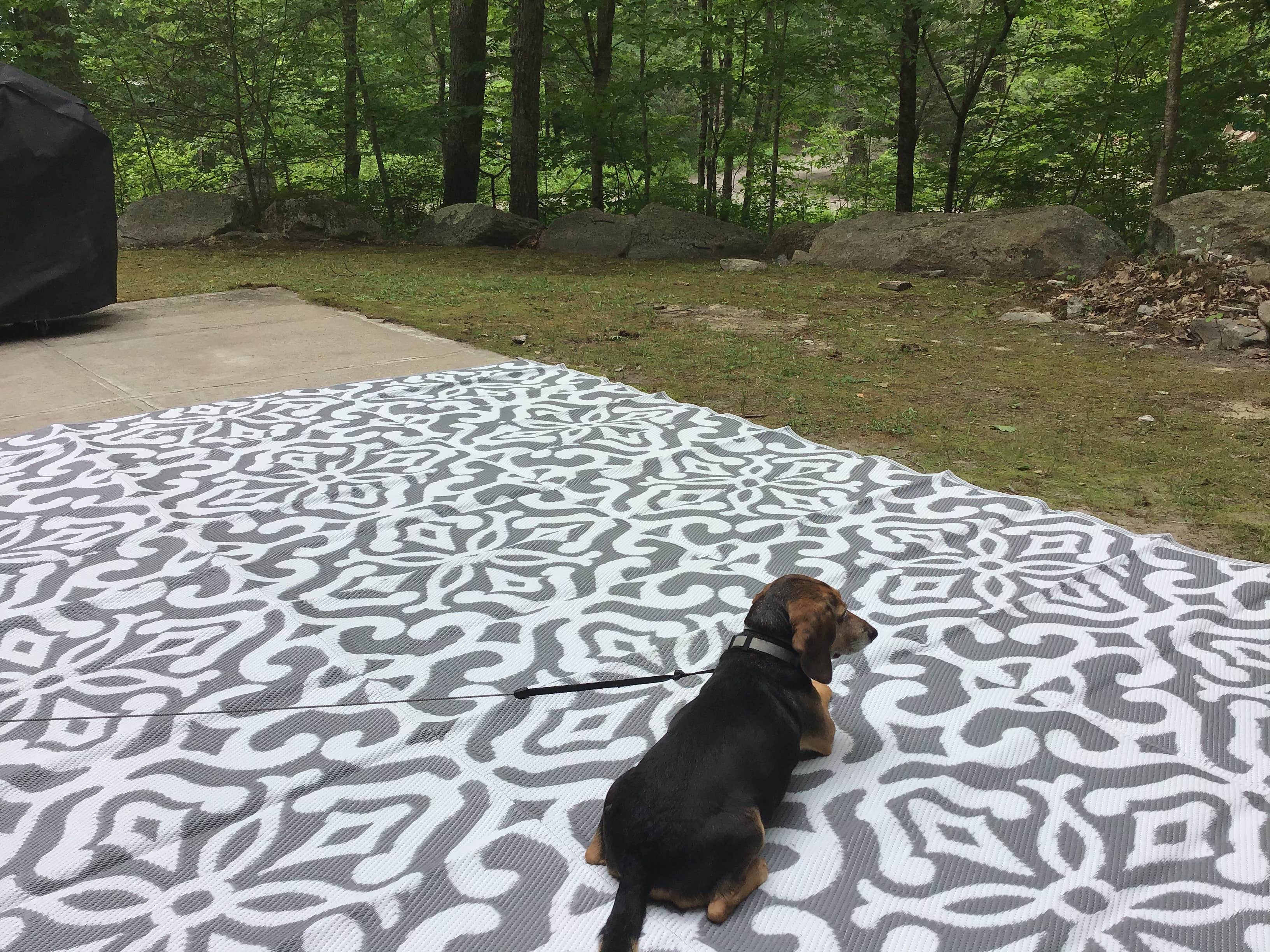 John D.'s photo of camping with pets at Bowdish Lake Camping Area near West Hill Dam