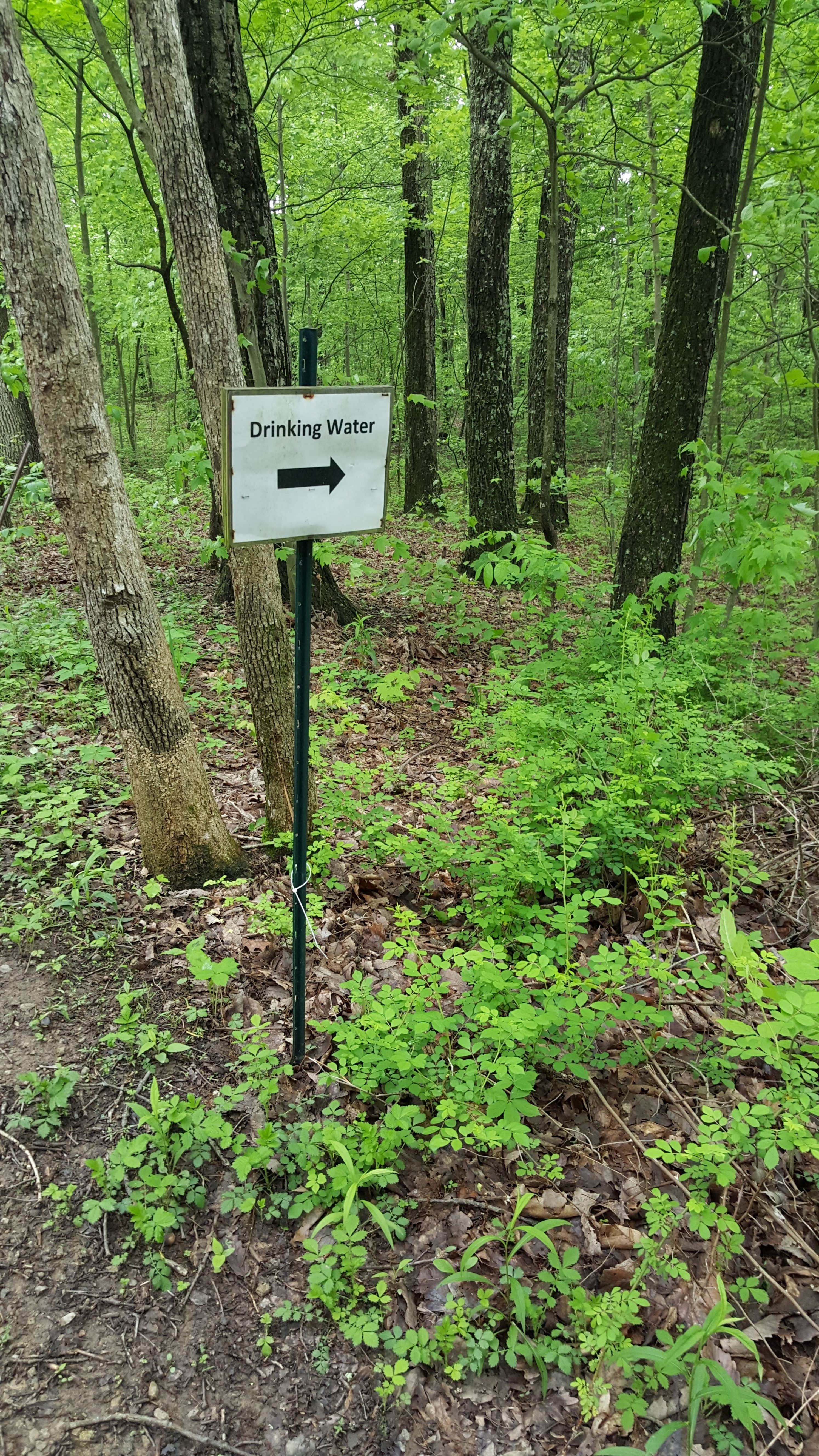 Zaleski State Forest The Dyrt