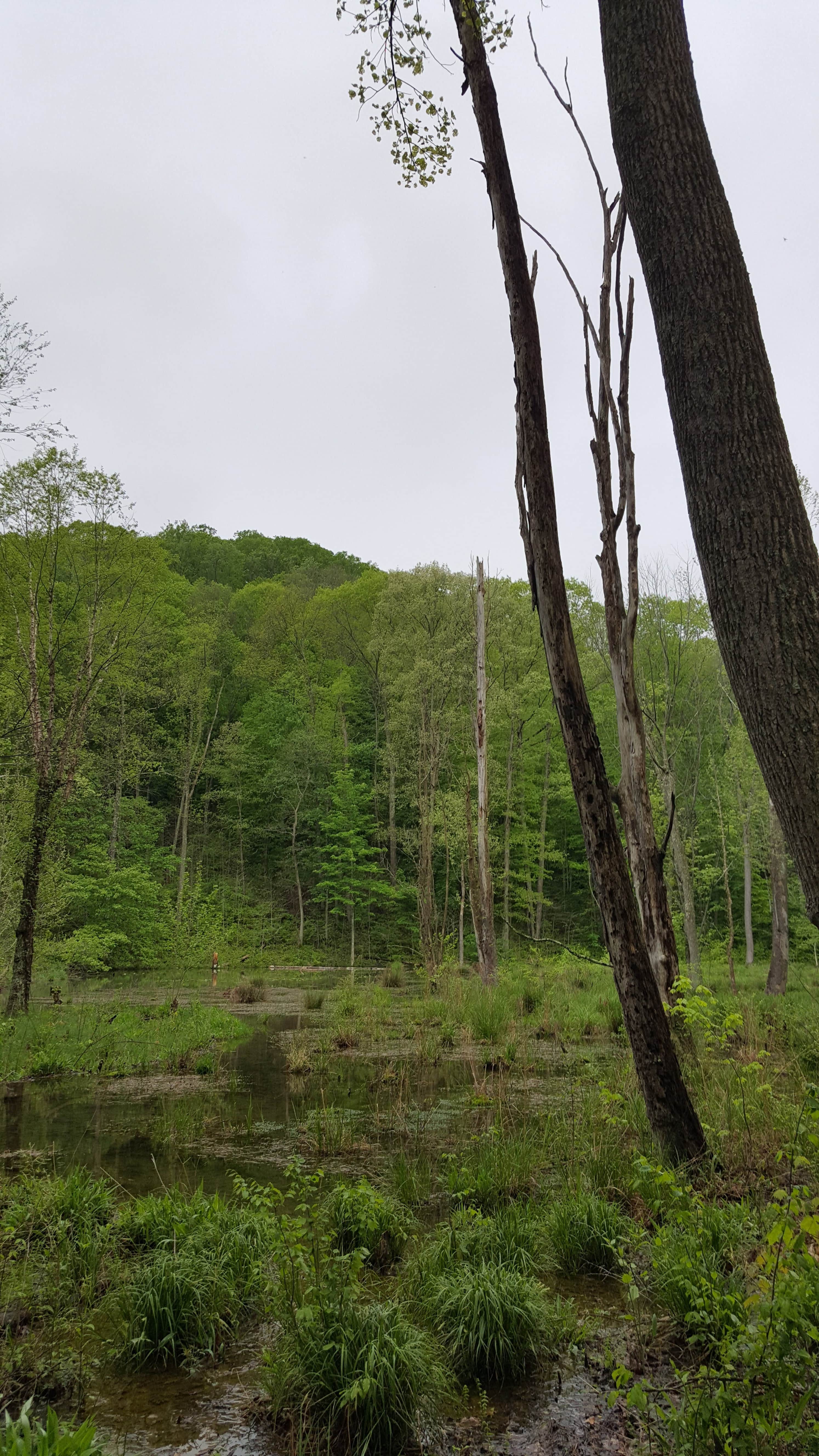 Zaleski State Forest The Dyrt