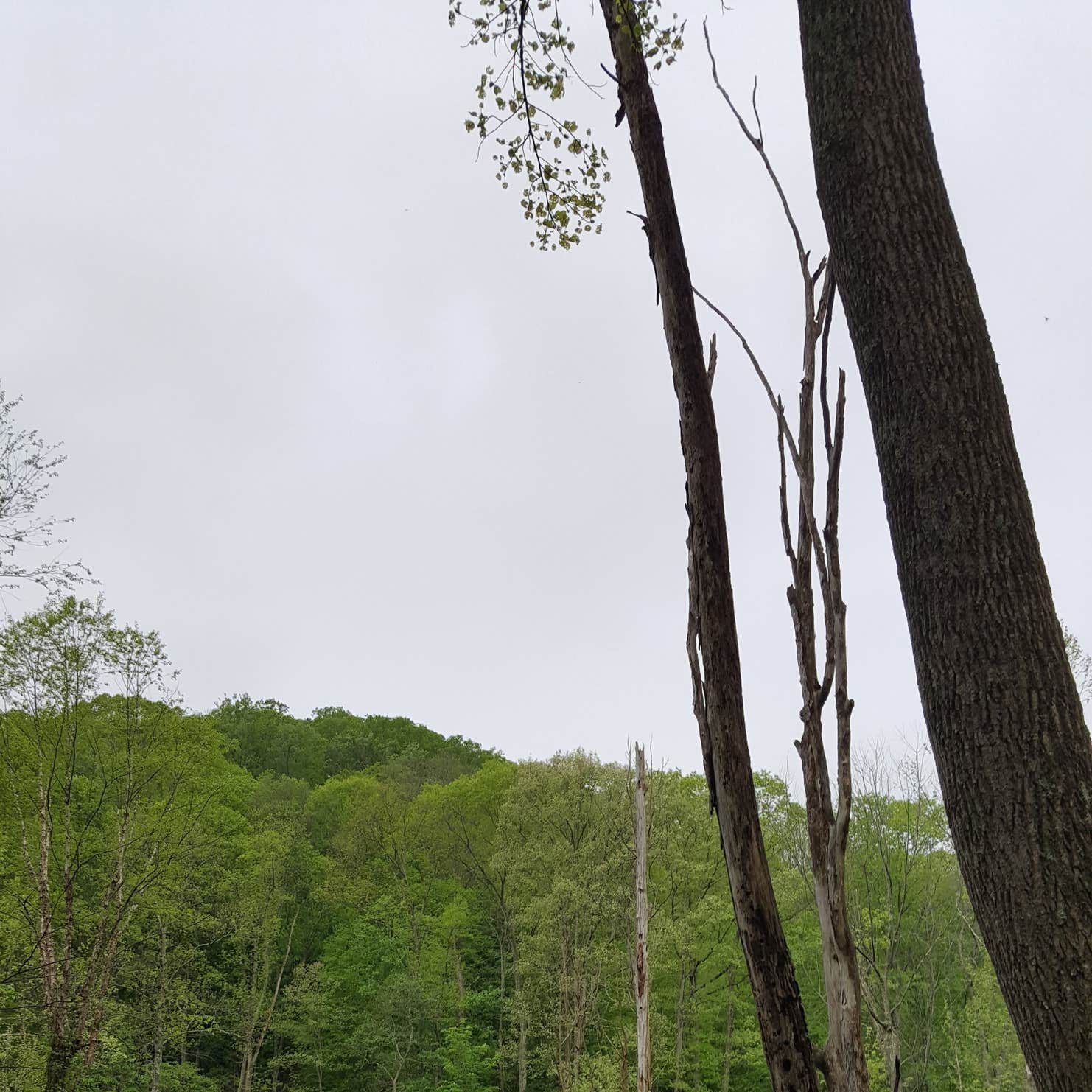 Zaleski State Forest The Dyrt