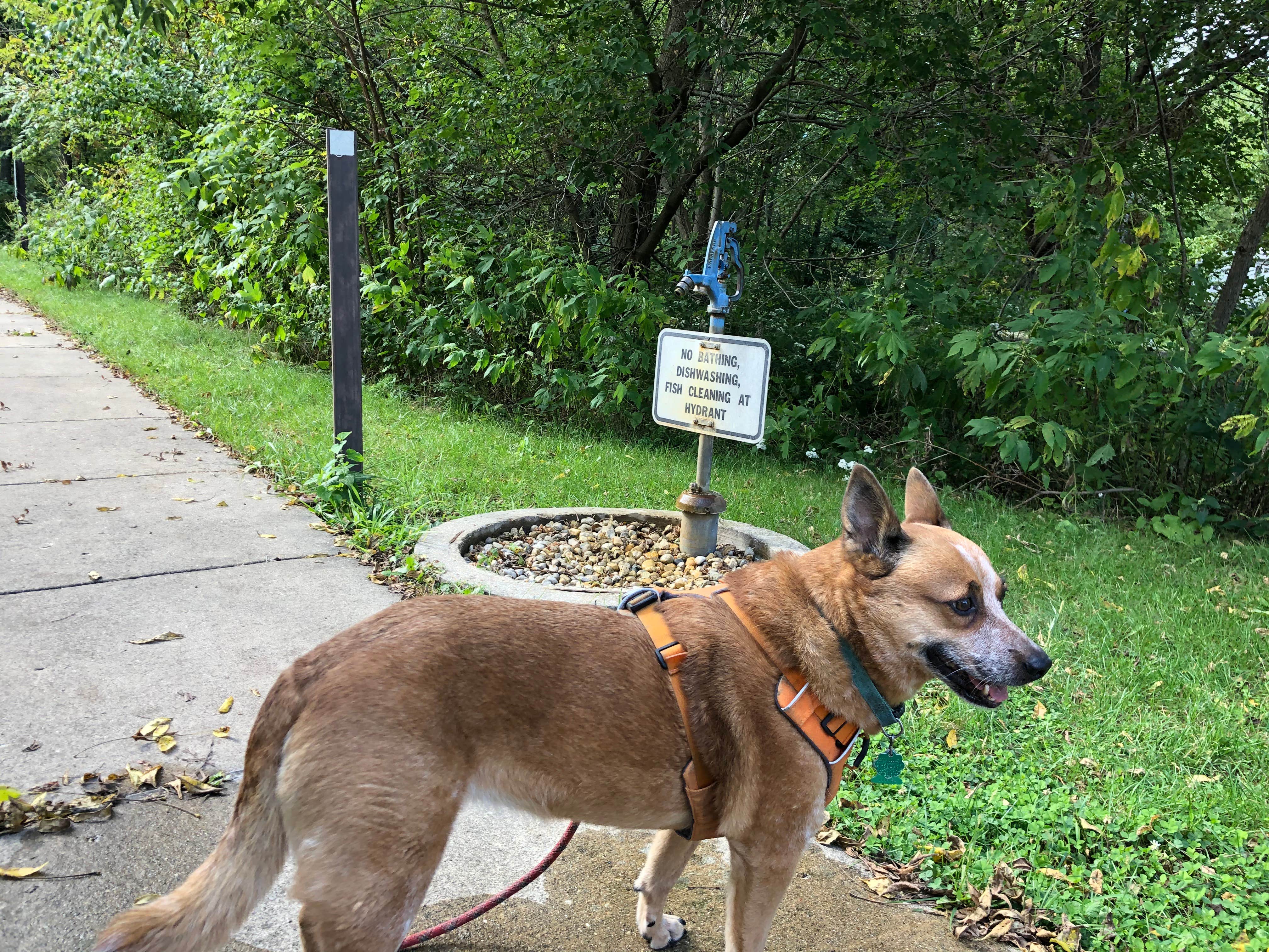 Camper-submitted photo at Fox Den Campground — Chain O' Lakes State Park near Palatine, IL