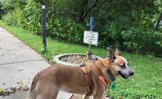 Art S.'s photo of camping with pets at Fox Den Campground — Chain O' Lakes State Park near Twin Lakes, WI