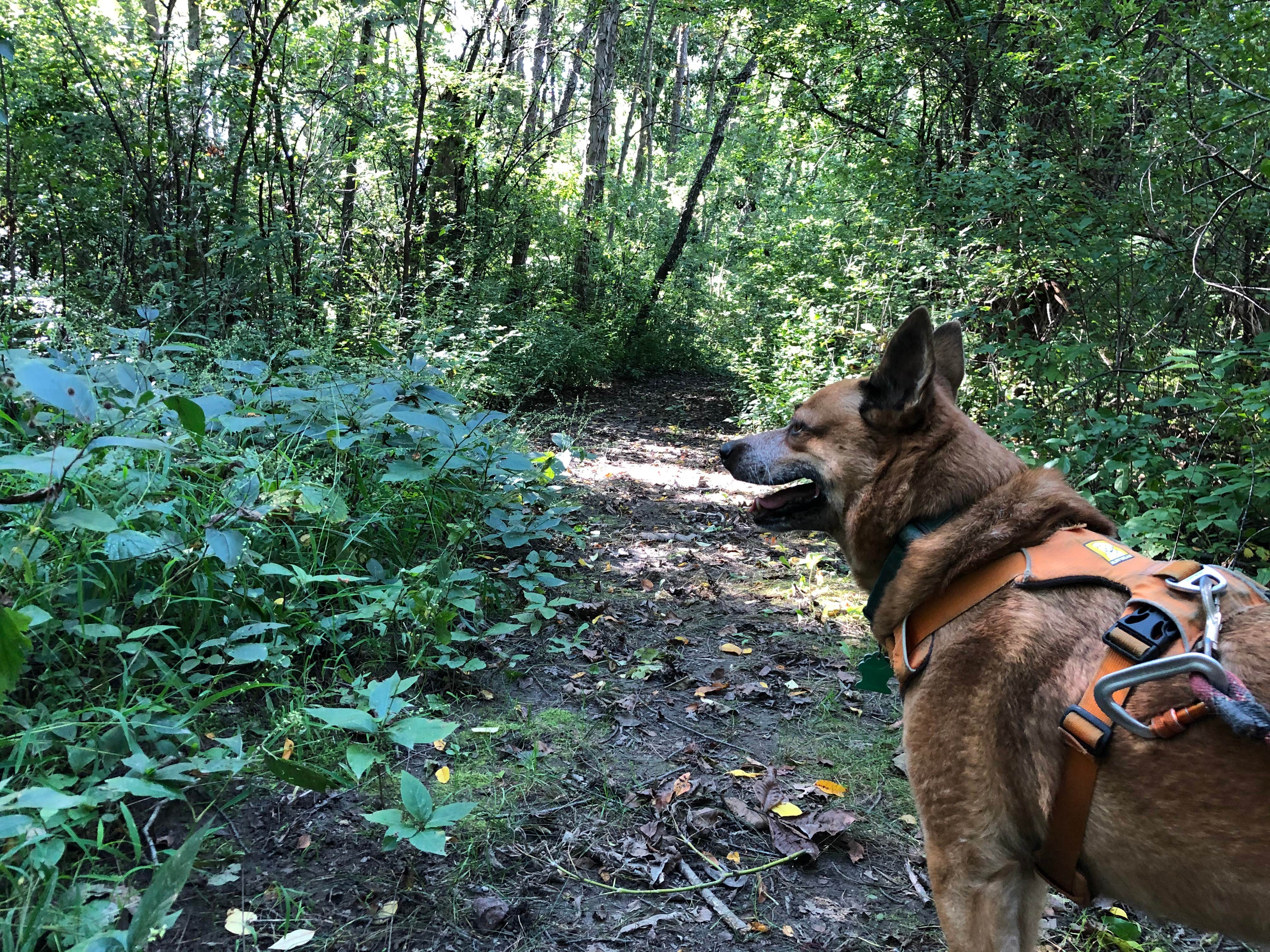Camper-submitted photo at Fox Den Campground — Chain O' Lakes State Park near Palatine, IL