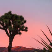 Review photo of Black Rock Campground — Joshua Tree National Park by MarinMaverick , September 29, 2020