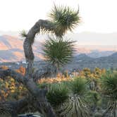 Review photo of Black Rock Campground — Joshua Tree National Park by MarinMaverick , September 29, 2020