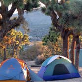 Review photo of Black Rock Campground — Joshua Tree National Park by MarinMaverick , September 29, 2020