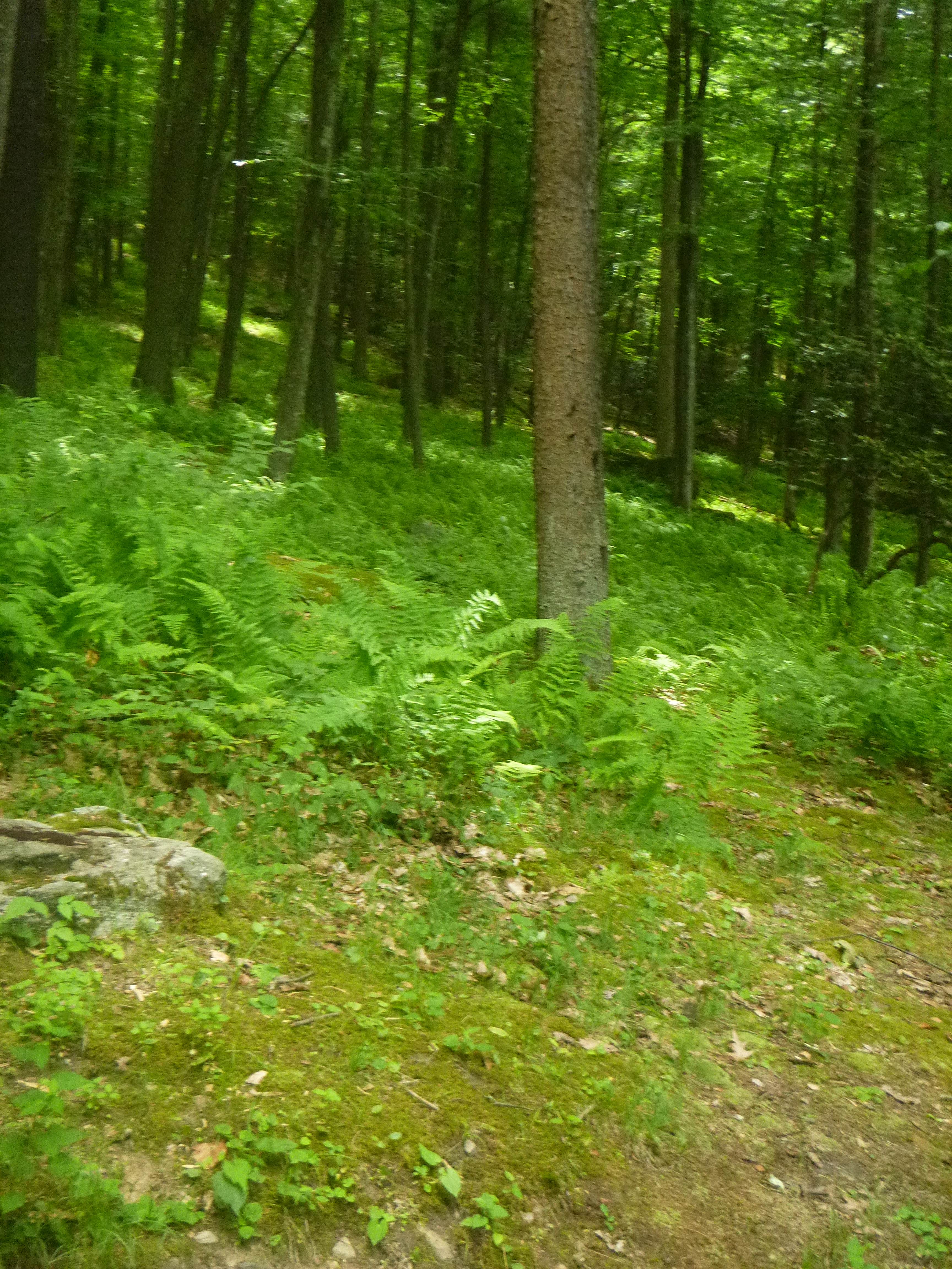 Camper submitted image from Clear Creek State Park Campground - 2