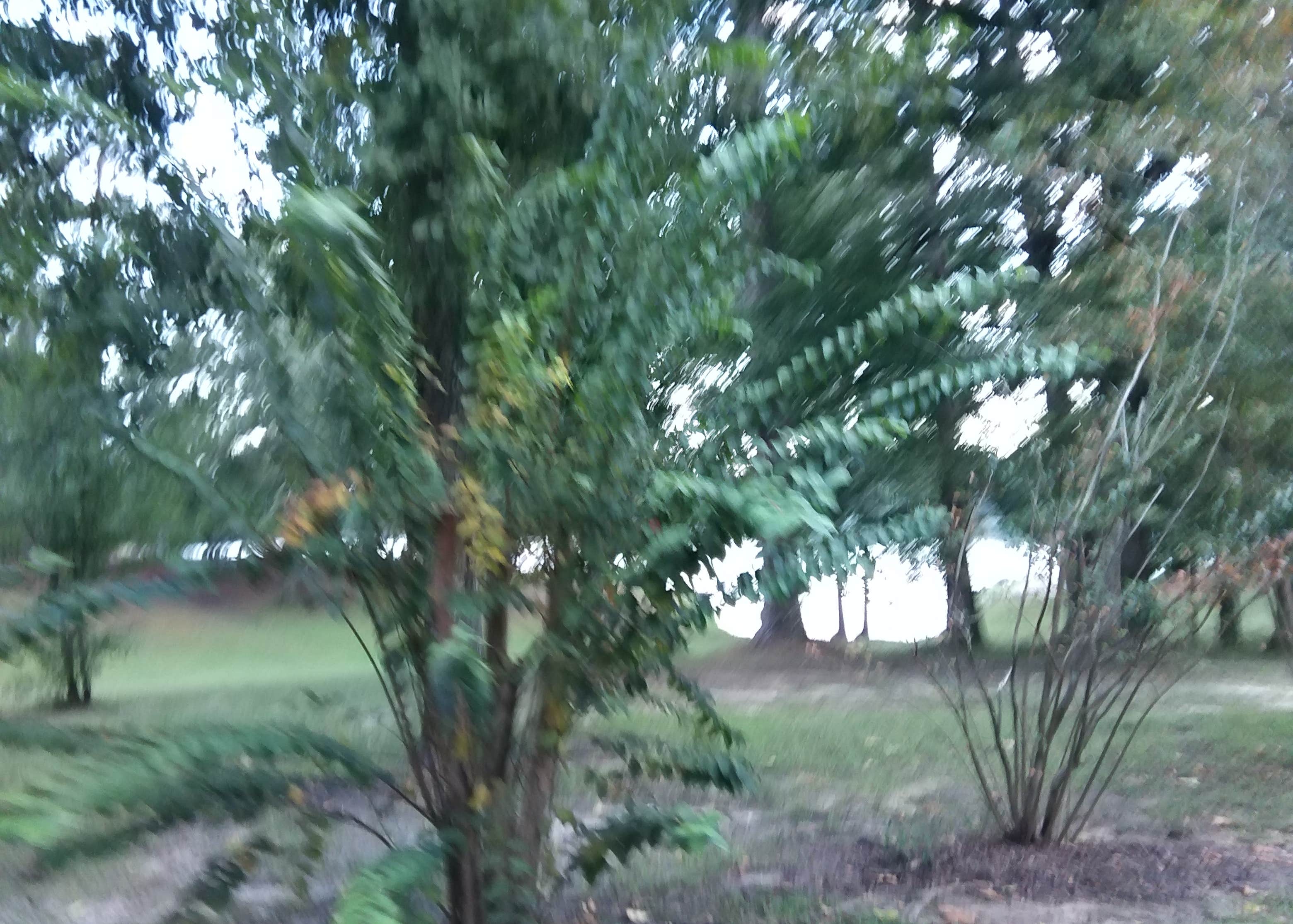 View All