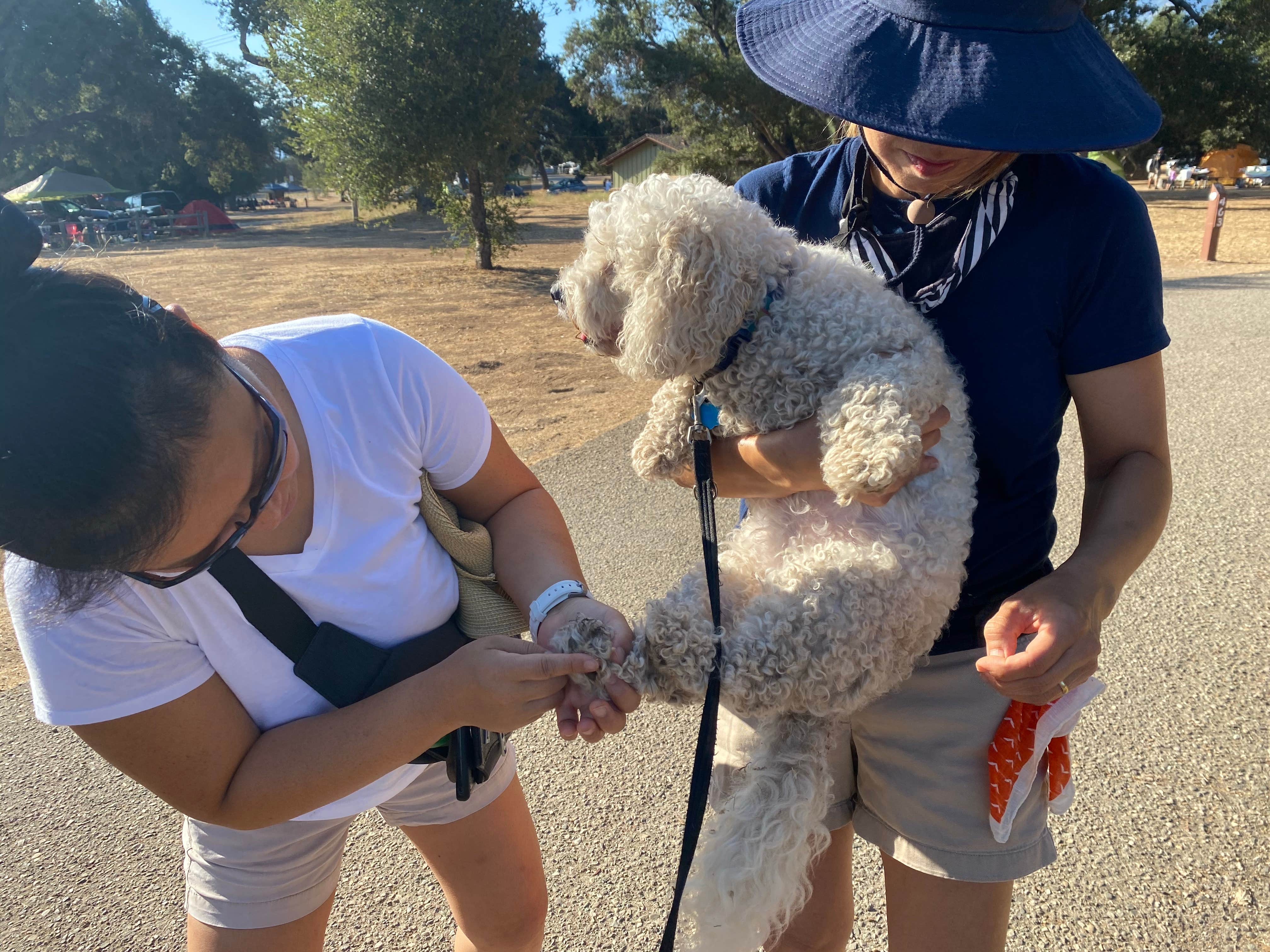 MomentoMori C.'s photo of camping with pets at Cachuma Lake Recreation Area near Santa Barbara, CA