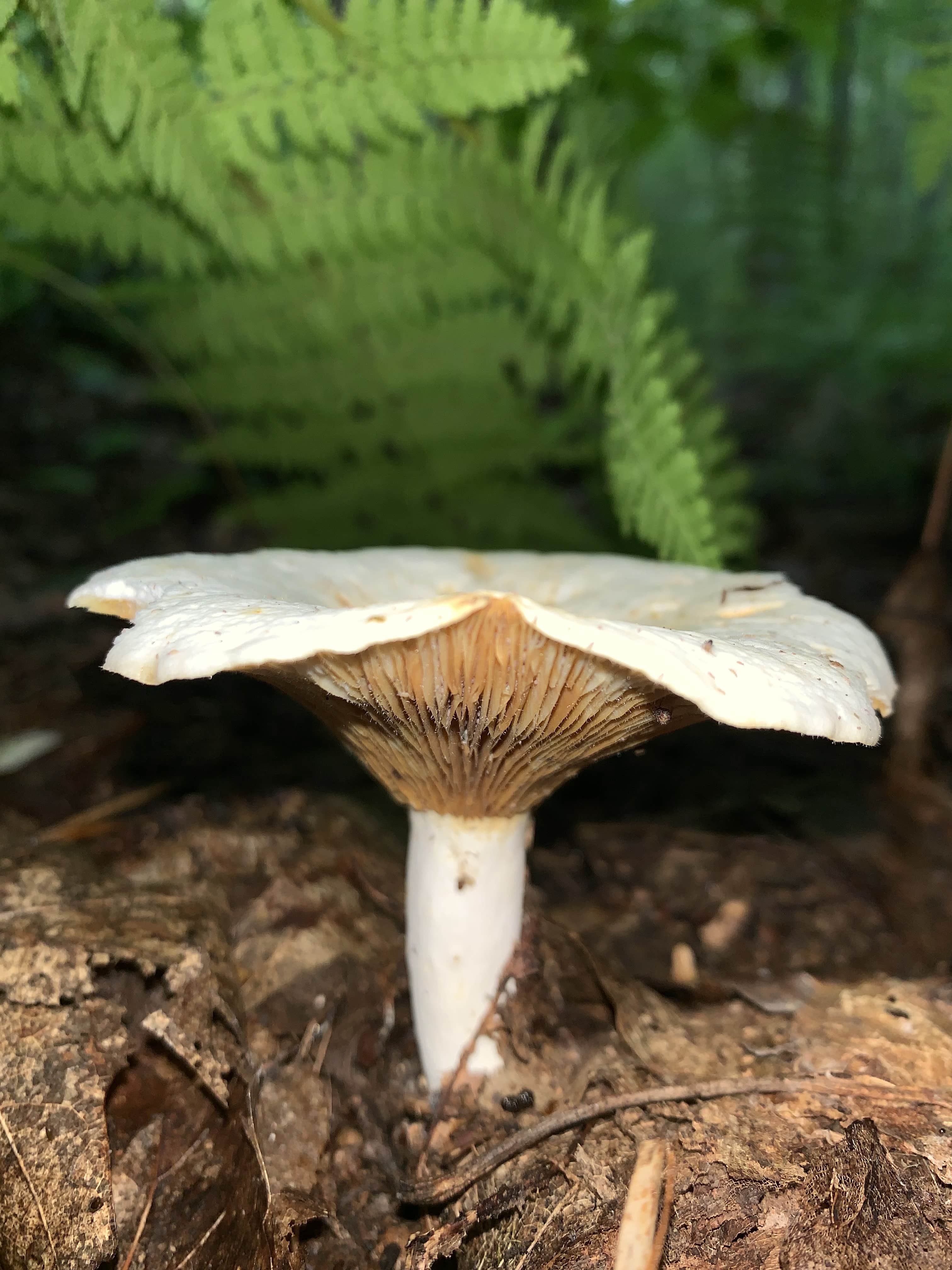 Camper-submitted photo at Dewdrop near Bradford, PA